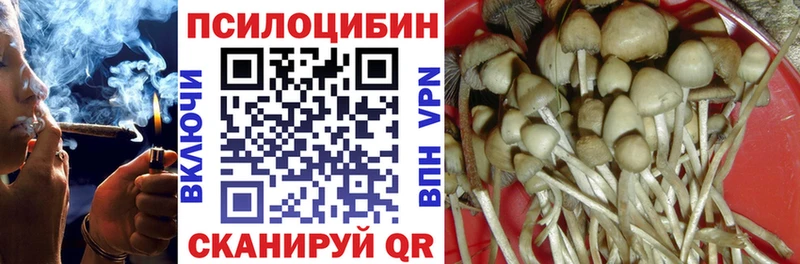 Купить где  Кологрив  Псилоцибиновые грибы Cubensis 